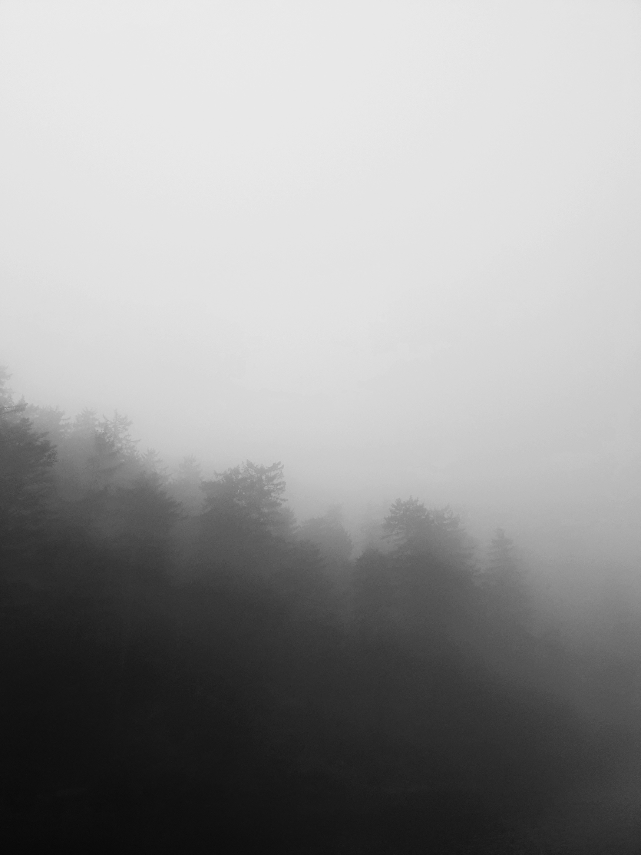 Green Trees Covered With Fog